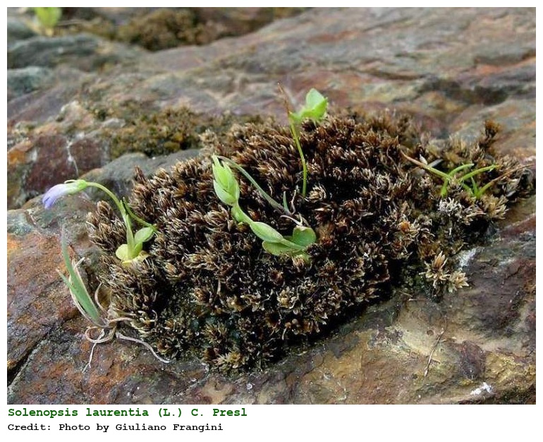 Solenopsis laurentia (L.) C. Presl